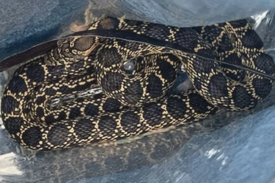 Pànic a Palma: una serp irromp en un habitatge i mossega un policia durant una tensa intervenció