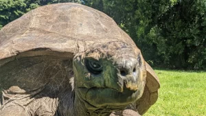 La història de la tortuga gegant més longeva del món Aquesta tortuga és notícia cada any, i continua ampliant el rècord: l'animal més longeu del món fa 194 anys