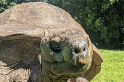 Aquesta tortuga és notícia cada any, i continua ampliant el rècord: l'animal més longeu del món fa 194 anys