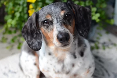 Els veterinaris experts coincideixen: el teu gos no et mira als ulls quan fa les seves necessitats perquè t'estimi, en realitat és un instint que ve del llop