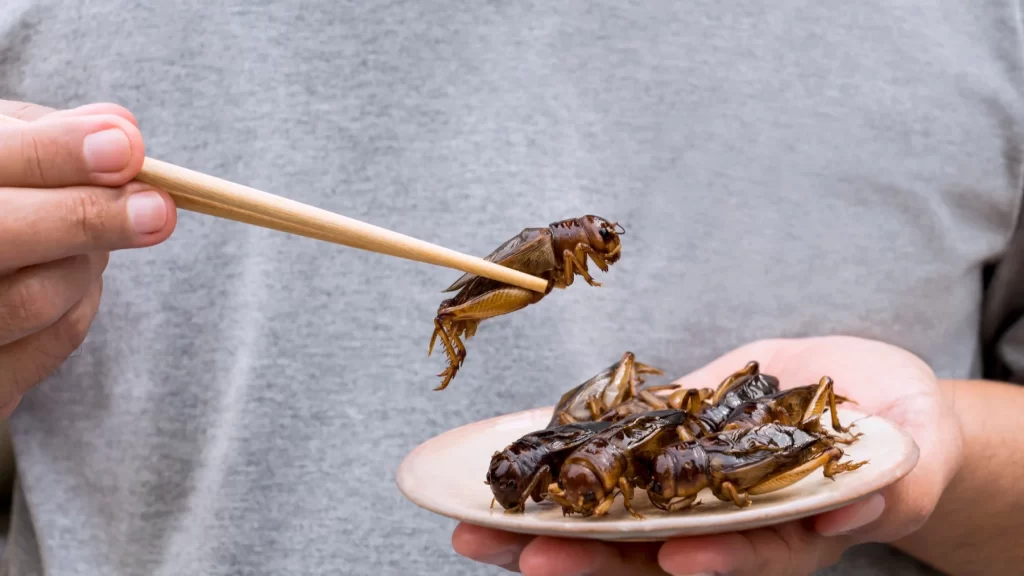 L'entomofàgia, una pràctica ancestral i sostenible Penses que mai menjaries insectes? Les investigacions diuen que sí i que fins i tot podria agradar-te