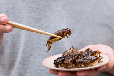 Penses que mai menjaries insectes? Les investigacions diuen que sí i que fins i tot podria agradar-te