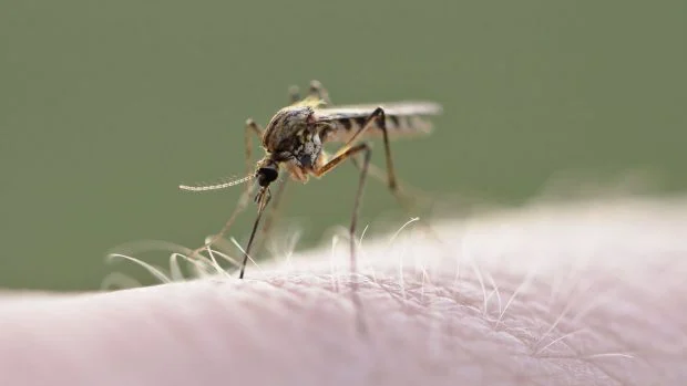 Mosquit comú.