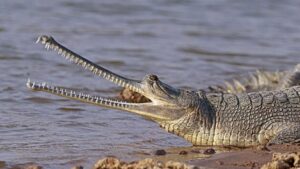 El gavial del Ganges, un rèptil únic i amenaçat Cocodrilo, animales, curiosidades