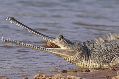 Cocodrilo, animales, curiosidades