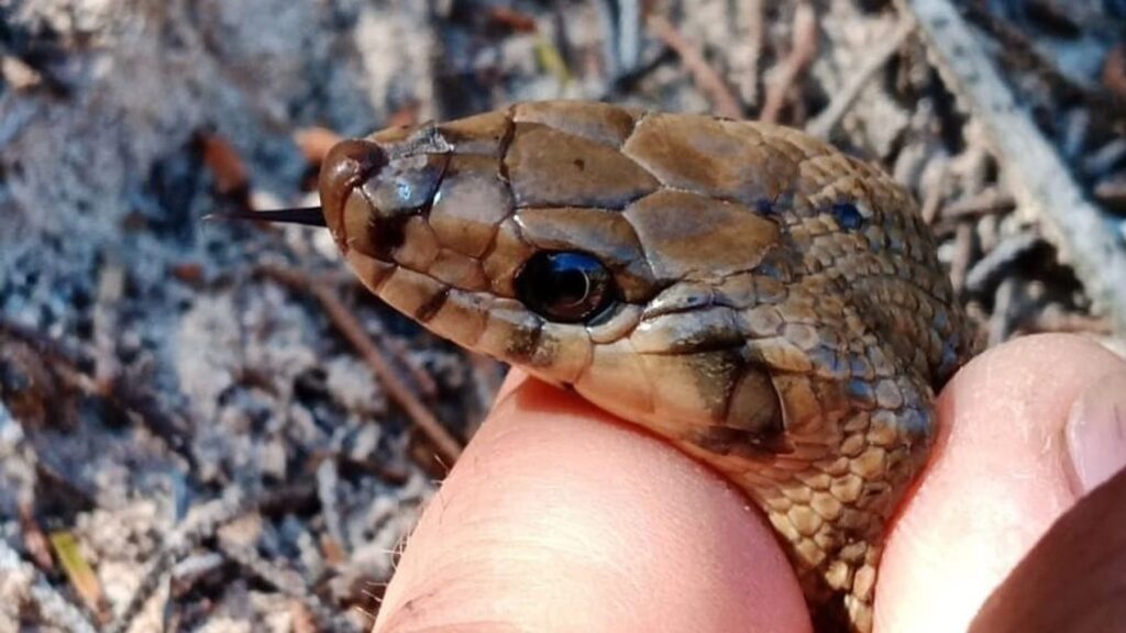 La colobra invasora amenaça la biodiversitat a Eivissa i Mallorca Alarma en Ibiza y Mallorca por la peligrosa expansión de la culebra invasora: piden al Gobierno que actúe