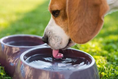 Avís urgent dels veterinaris als amos de gossos: no deixeu mai que beguin aquesta aigua