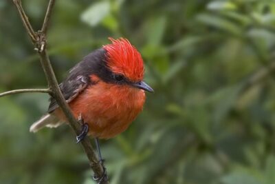 Brindis a la zoologia mundial: el colorit ocell endèmic a la vora de l'extinció que es recupera a les illes Galápagos