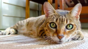 Gats sols: com cuidar-los | PetCat