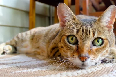Gats sols: com cuidar-los | PetCat