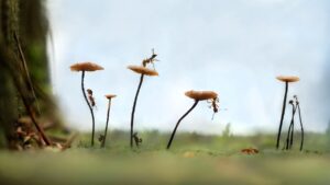Biodiversitat: Error crític | PetCat