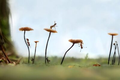 Biodiversitat: Error crític | PetCat