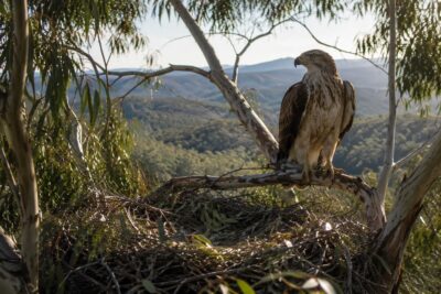 águila de Bonelli, animales, aves, eucalipto