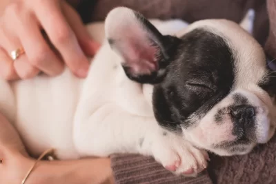 Los perros encogen el cuello