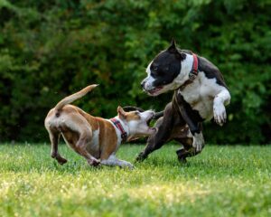 Los educadores caninos coinciden: si tu perro mueve la cola no es porque esté feliz, puede estar frustrado o tener miedo