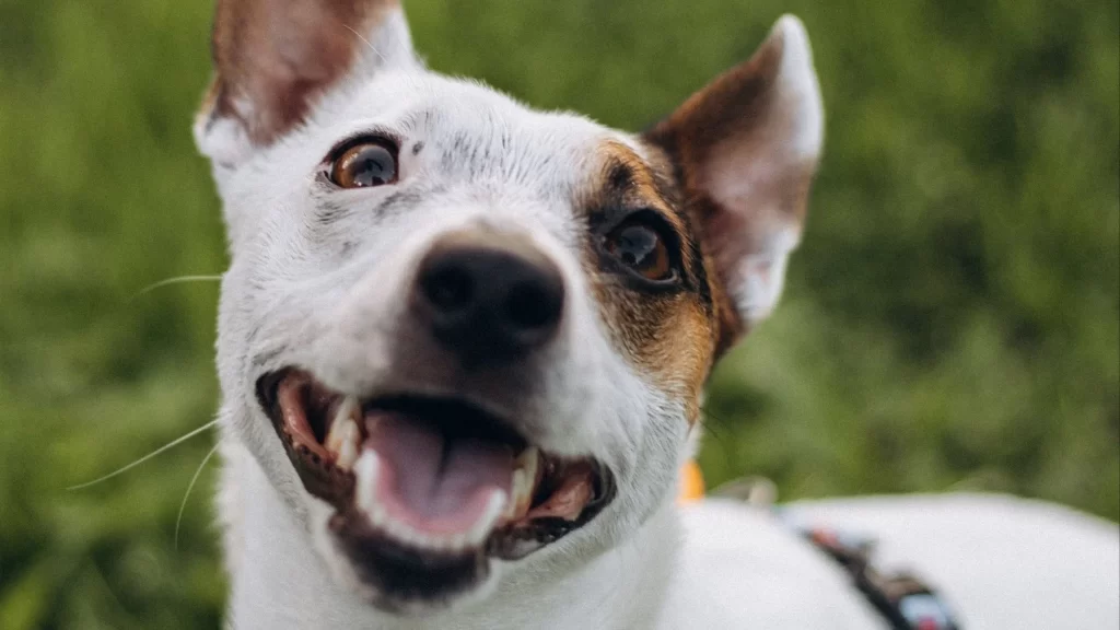 Com saber si el teu gos feliç està realment content Perro