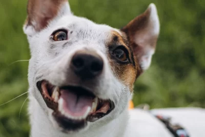 Perro