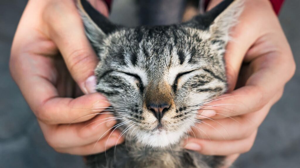 Els gats mosseguen suaument com a mostra d'afecte gatos