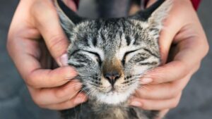 gatos