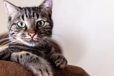 Gato