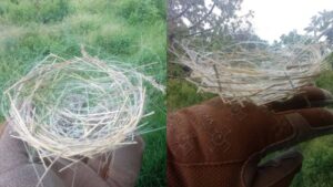 Era qüestió de temps: les aus ucraïneses estan creant els seus nius amb els cables de fibra òptica que van deixant els drones