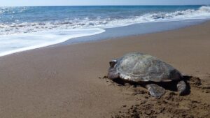 La Regió de Múrcia, líder en la conservació de la tortuga boba Múrcia, refugi de la tortuga boba | PetCat