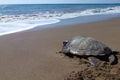 Múrcia, refugi de la tortuga boba | PetCat