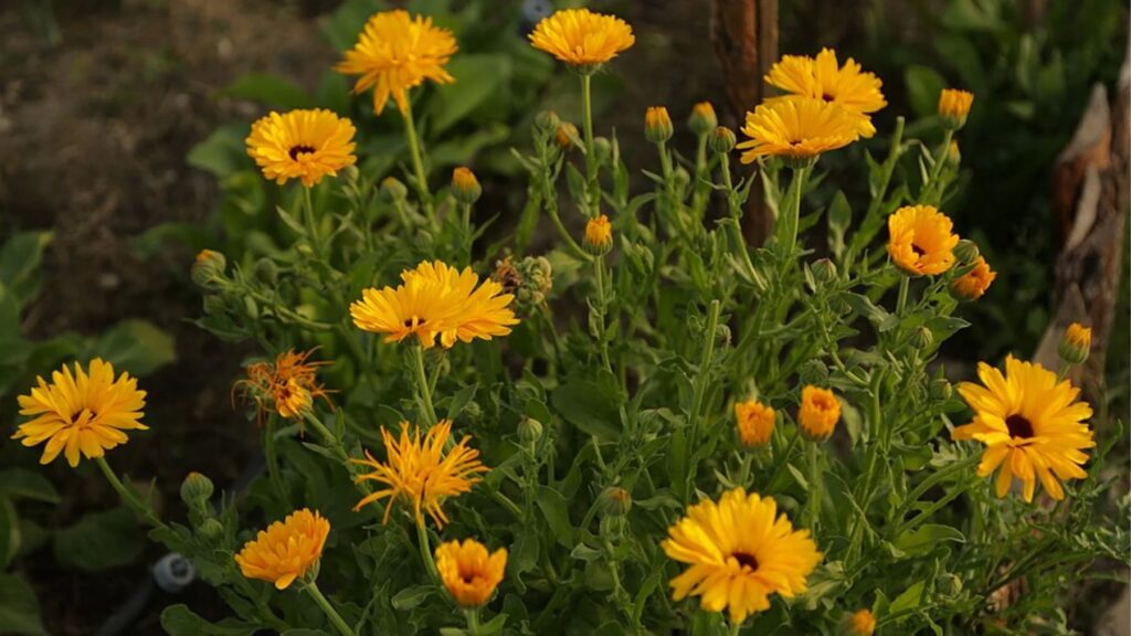 La Calèndula, una Planta Repel·lent Natural per al teu Jardí Calèndula: Repel·lent Natural | PetCat