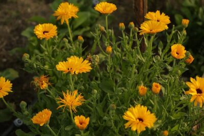 La Calèndula, una Planta Repel·lent Natural per al teu Jardí Calèndula: Repel·lent Natural | PetCat