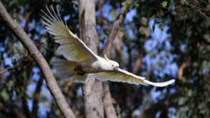 Cacatúa en peligro de extinción, cacatúa australiana, animales en peligro de extinción, pesticidas y animales en peligro de extinción, cacatúa y GPS, GPS investigación animal.