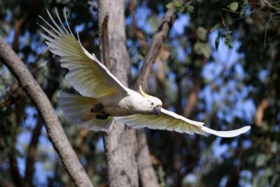 Cacatúa en peligro de extinción, cacatúa australiana, animales en peligro de extinción, pesticidas y animales en peligro de extinción, cacatúa y GPS, GPS investigación animal.
