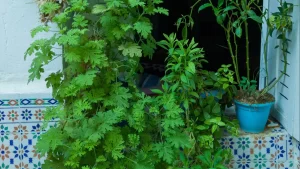 Citronel·la: Repel·lent natural | PetCat