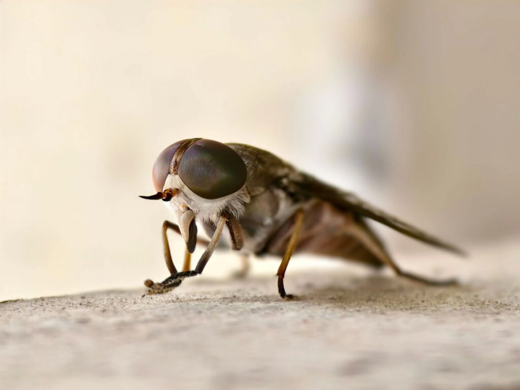 El tàvec gegant, un insecte imponent Sembla una simple mosca però aquest insecte gegant espanta fins i tot els cavalls: fa 2,5 cm i no pica com els mosquits, talla la pell per beure la sang