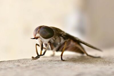 Sembla una simple mosca però aquest insecte gegant espanta fins i tot els cavalls: fa 2,5 cm i no pica com els mosquits, talla la pell per beure la sang