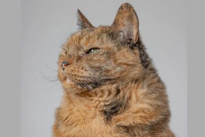 Higiene bucal felina | PetCat