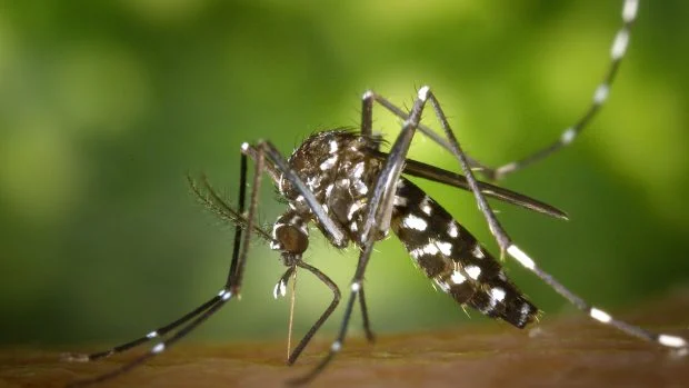 Mosquit tigre. 