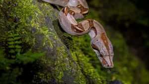Boes constrictores trobades | PetCat