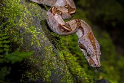 Boes constrictores trobades | PetCat