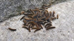 Plaga de cucs a Astúries | PetCat